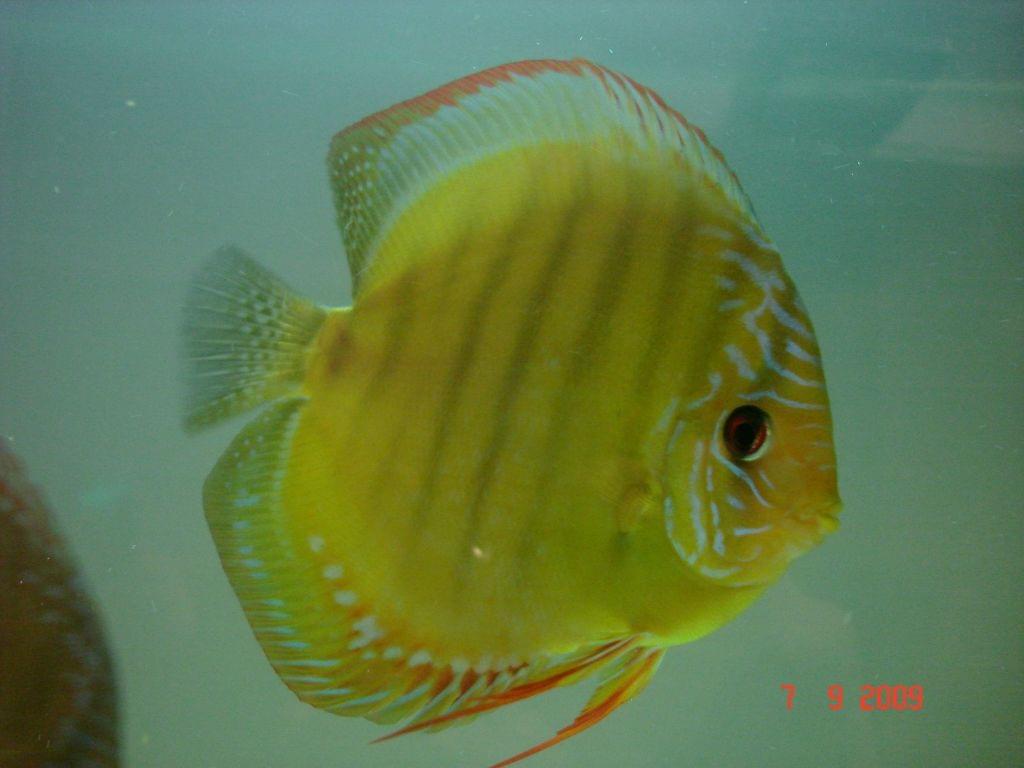 Obrazek