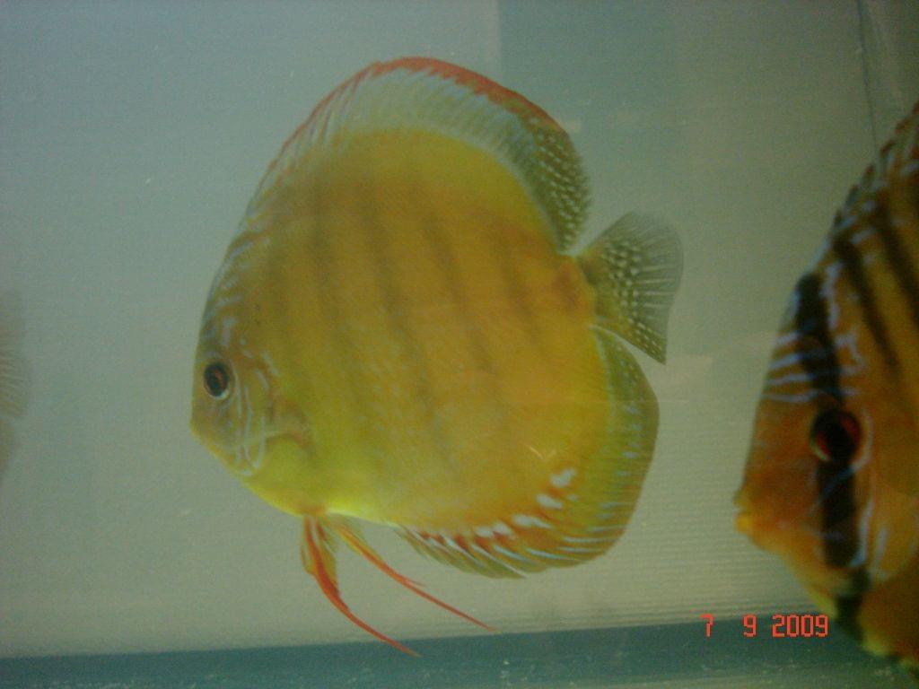 Obrazek