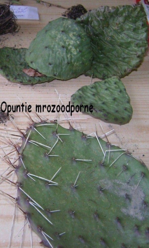 Obrazek