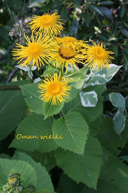 Obrazek