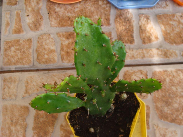 Opuntia vulgaris