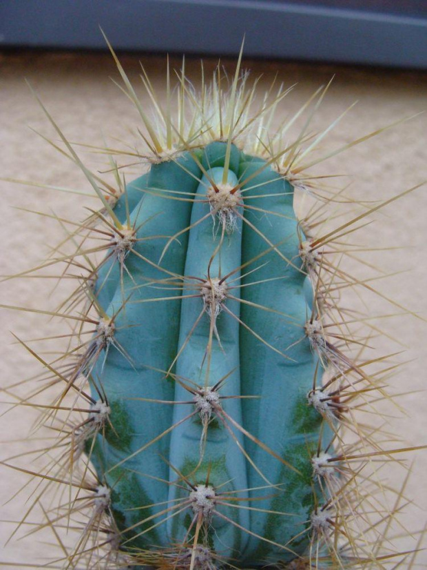 Pilosocereus azureus