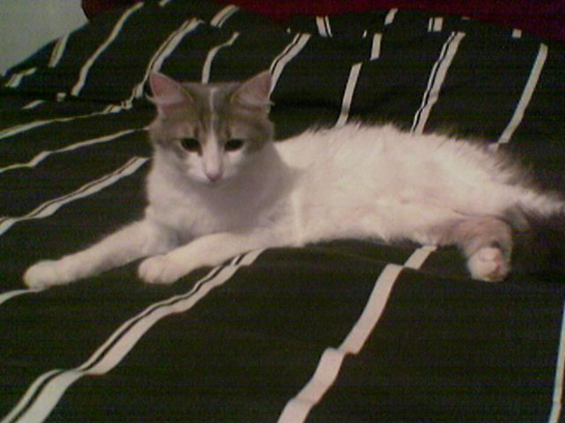 Turkish Angora