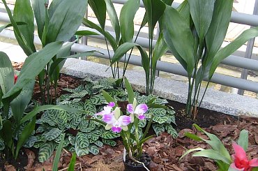 storczyk naturalny #storczyk