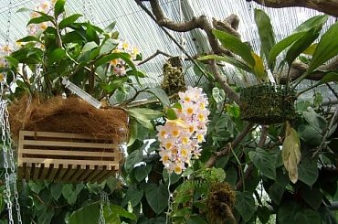 storczyk naturalny #storczyk