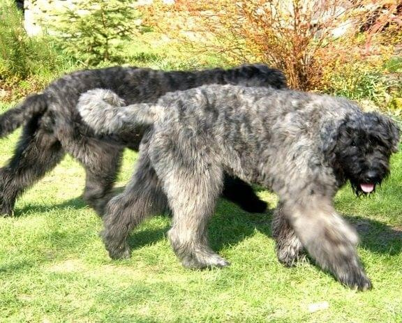 Bouvier des Flandres Breldream