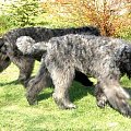 Bouvier des Flandres Breldream