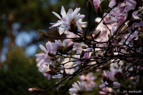 jakby magnolia... #kwiaty #wiosna