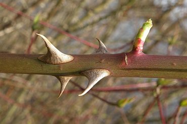 pzk #pzk #natura #przyroda #tapeta #wiosna #makro #kolce