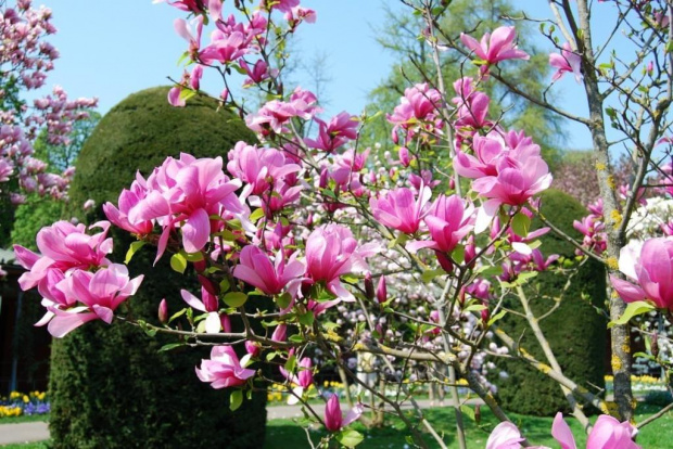 #Kwiaty #Wiosna #magnolia #przyroda #rośliny #drzewka