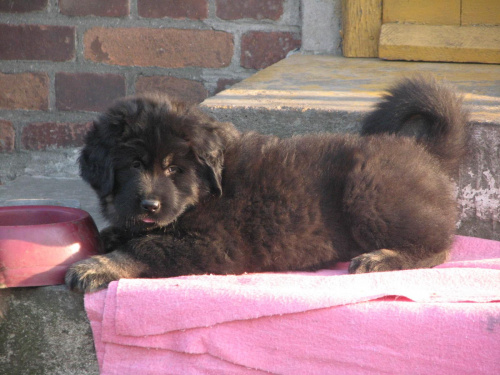 Ashok - zielony chłopczyk #psy #SzczeniakiMastifaTybetańskiego #MastifTybetański