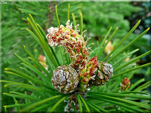 Zauroczona swieza zielenia,,
i niesamowita gama kolorow kwiatow.,
Po niebie blekitnym RA podrozuje,
i co dzien zsyla cieplejsze promienie.
Ziemia w cudownych kwiecia barwach tonie,
ptaszeta od switu do nocy spiewaja.
I ja sie na skrzydlach wiosny unosz...