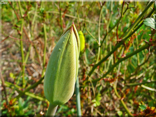 Zauroczona swieza zielenia,,
i niesamowita gama kolorow kwiatow.,
Po niebie blekitnym RA podrozuje,
i co dzien zsyla cieplejsze promienie.
Ziemia w cudownych kwiecia barwach tonie,
ptaszeta od switu do nocy spiewaja.
I ja sie na skrzydlach wiosny unosz...