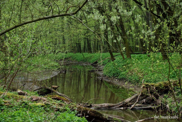 Park Krajobrazowy Łęszczok