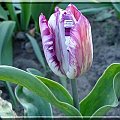 tulipan fioletowo-biały
