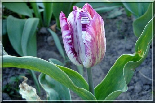 tulipan fioletowo-biały