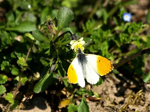 Zorzynek rzeżuchowiec (Anthocharis cardamines)