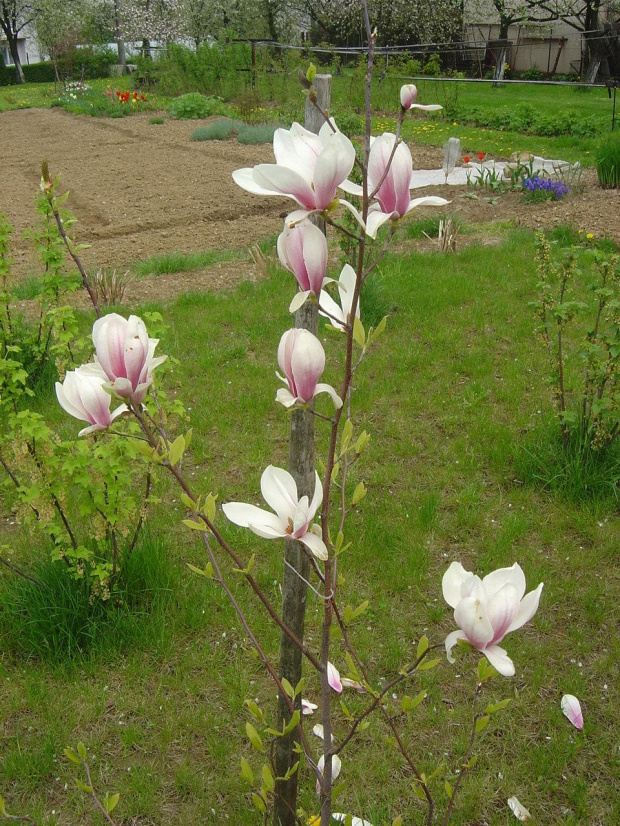 Magnolia