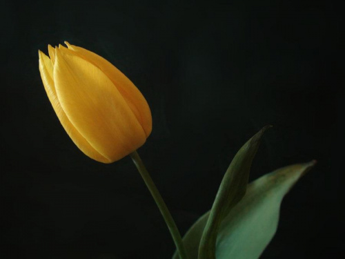Milczek #kwiat #tulipan #przyroda #wiosna
