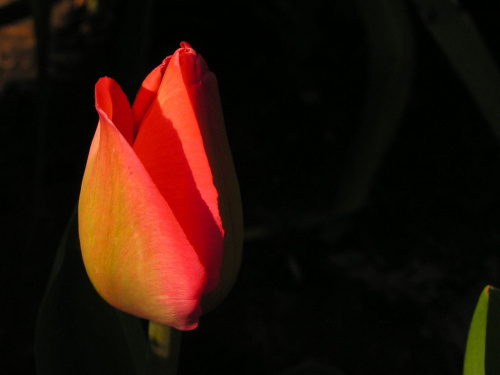 Wariacje na temat tulipana :)