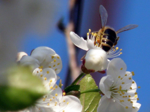 makro - pszczoła w trakcie tankowania :) #makro