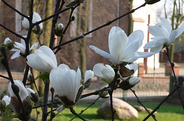 Biała magnolia #drzewo #kwiat #magnolia #biel