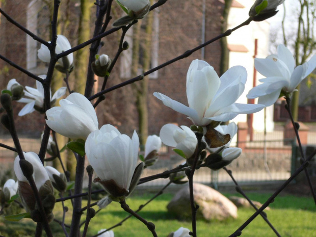 Biała magnolia #drzewo #kwiat #magnolia #biel
