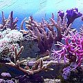 korale morskie #morskie