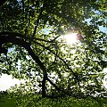 #droga #drzewa #słońce #wiosna #zieleń