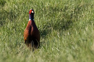 #zwierzęta #ptaki #kurak #bażant