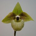 Paphiopedilum malipoense