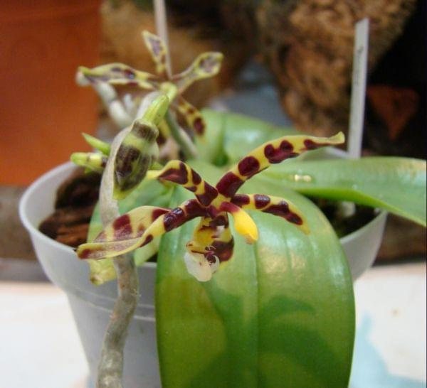 Phalaenopsis mannii