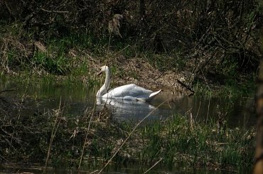 #zielone #wiosna #łabędź #łabędzie #rzeka #rzeką #łąka