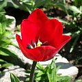 tulipan caerwony