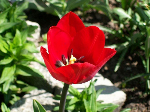 tulipan caerwony