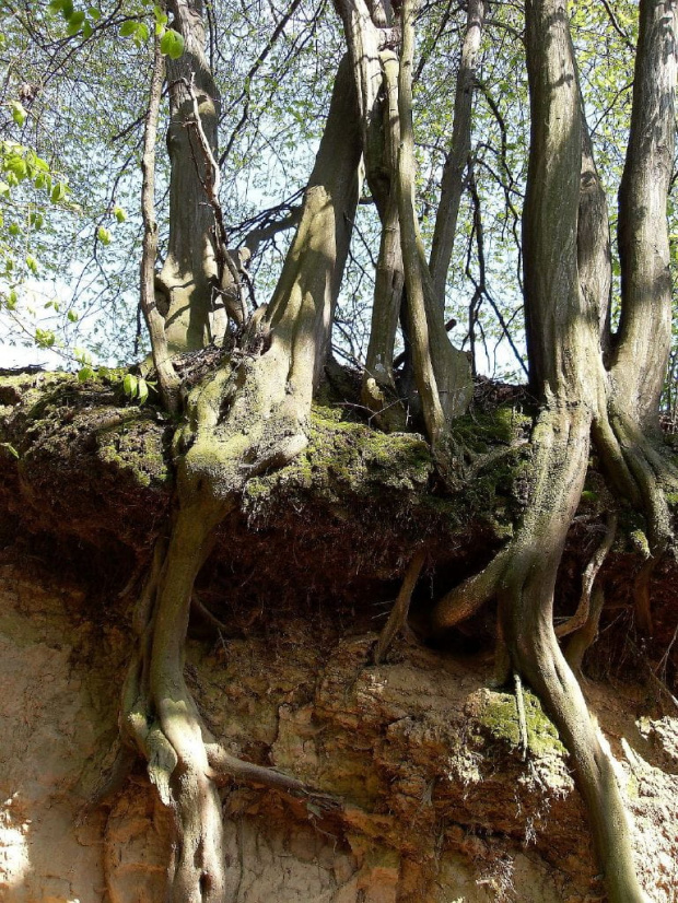na lessowych zboczach wiszą odkryte korzenie drzew tworząc niesamowite kształty-Kazimierz Dolny #KazimierzDolny