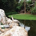 Pelikany małe #Teneryfa #JunglePark #egzotyczne #roślinki #palma #woda #jeziorko #zwierzątka #ptaszki