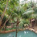 Jungle.. #Teneryfa #JunglePark #egzotyczne #roślinki #palma #woda #jeziorko