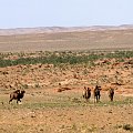 Prawdziwa Gobi - płasko, kamieniście, sucho #mongolia #gobi