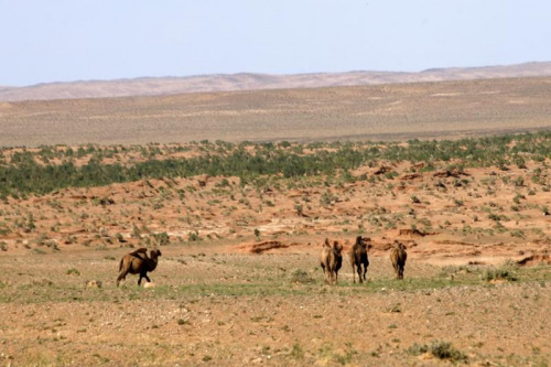 Prawdziwa Gobi - płasko, kamieniście, sucho #mongolia #gobi