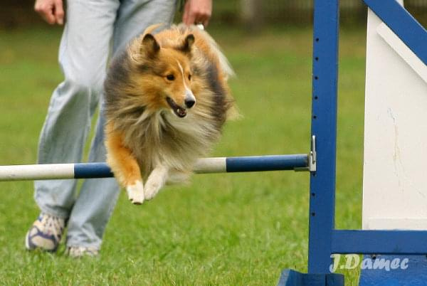 Agility, psy #Agility #psy