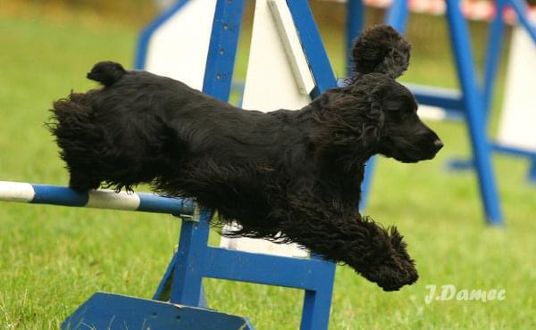 Agility, psy #agility #psy