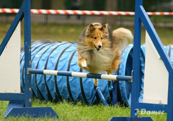 Agility, psy #Agility #psy