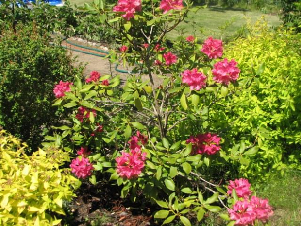 Rhododendron #działka #ogródek #wiosna