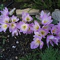 2008 koniec lata zimowity kwiaty ogród