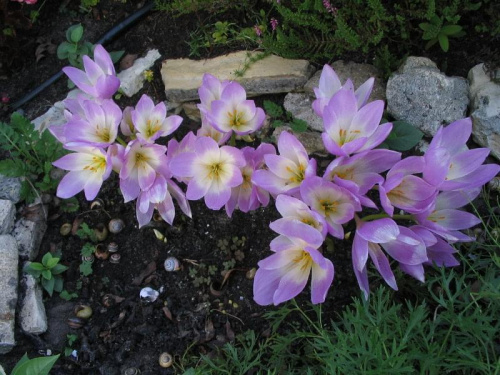 2008 koniec lata zimowity kwiaty ogród