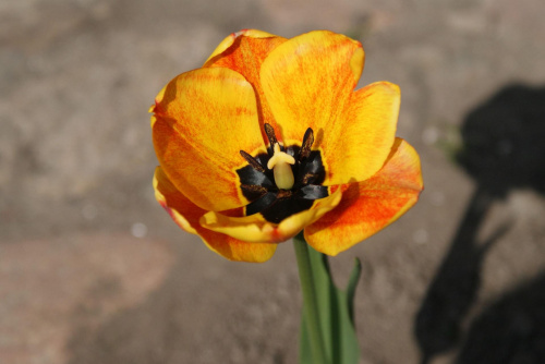 tulipan