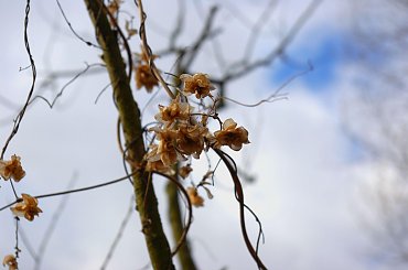 #kwiaty #zima #suszki #natura