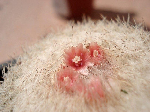 Epithelantha micromeris