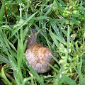 W trawie w czasie deszczu, chrapie ślimak "zły" ;)